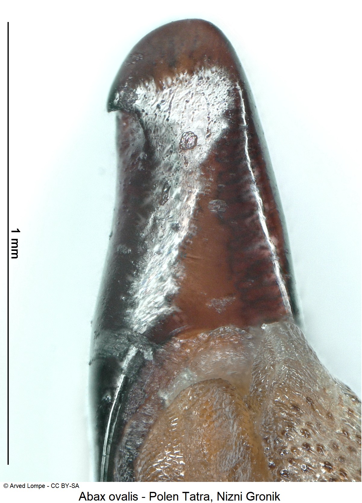 abax_ovalis_ck32723435_spitze.jpg