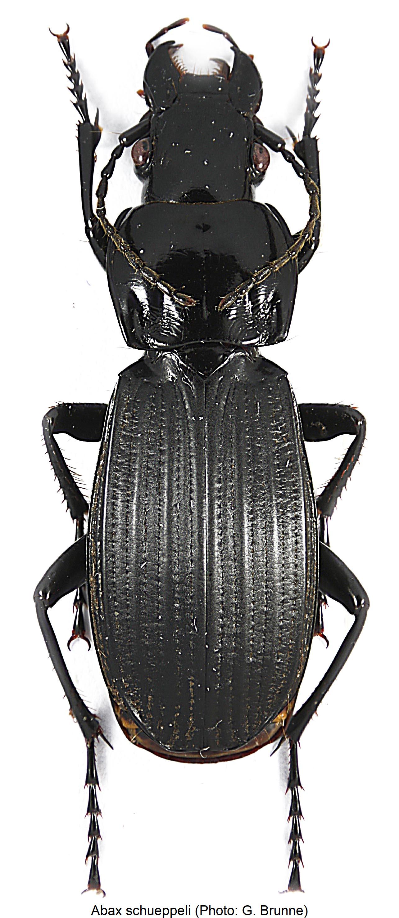 abax_schueppeli.jpg