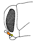 abb129.gif