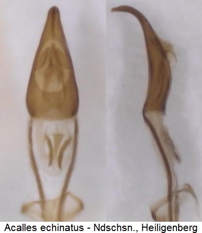 acalles_echinatus.jpg