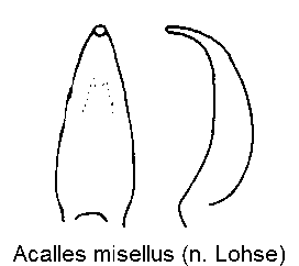 acalles_misellus.gif