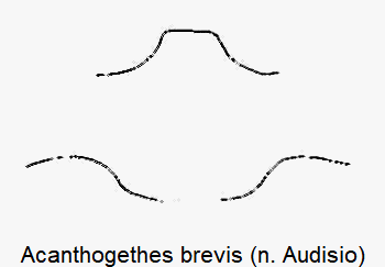 acanthogethes_brevis_hbr.gif
