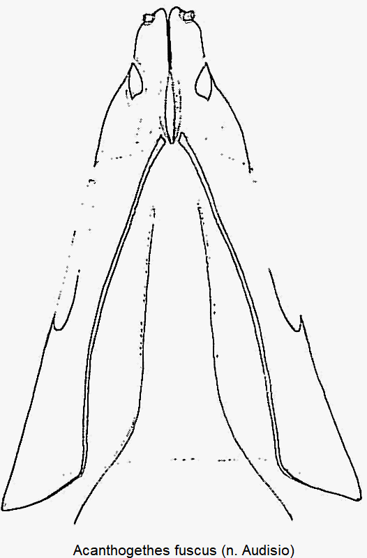 acanthogethes_fuscus_ovi.gif