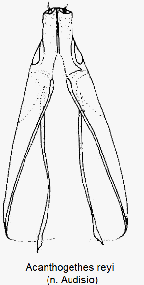 acanthogethes_reyi_ovi.gif