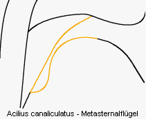 acilius_canaliculatus_us.gif