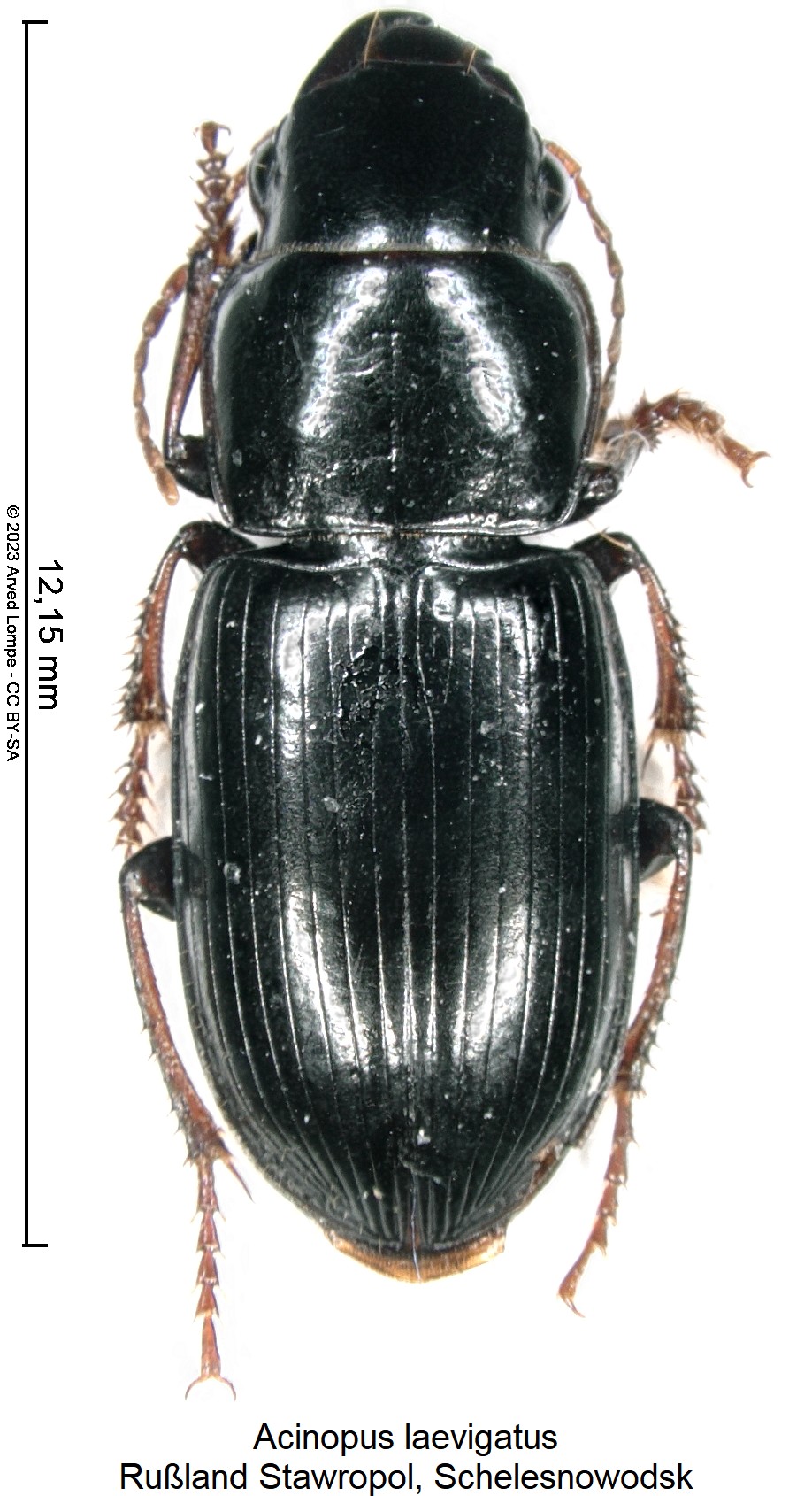 acinopus_laevigatus_hab.jpg