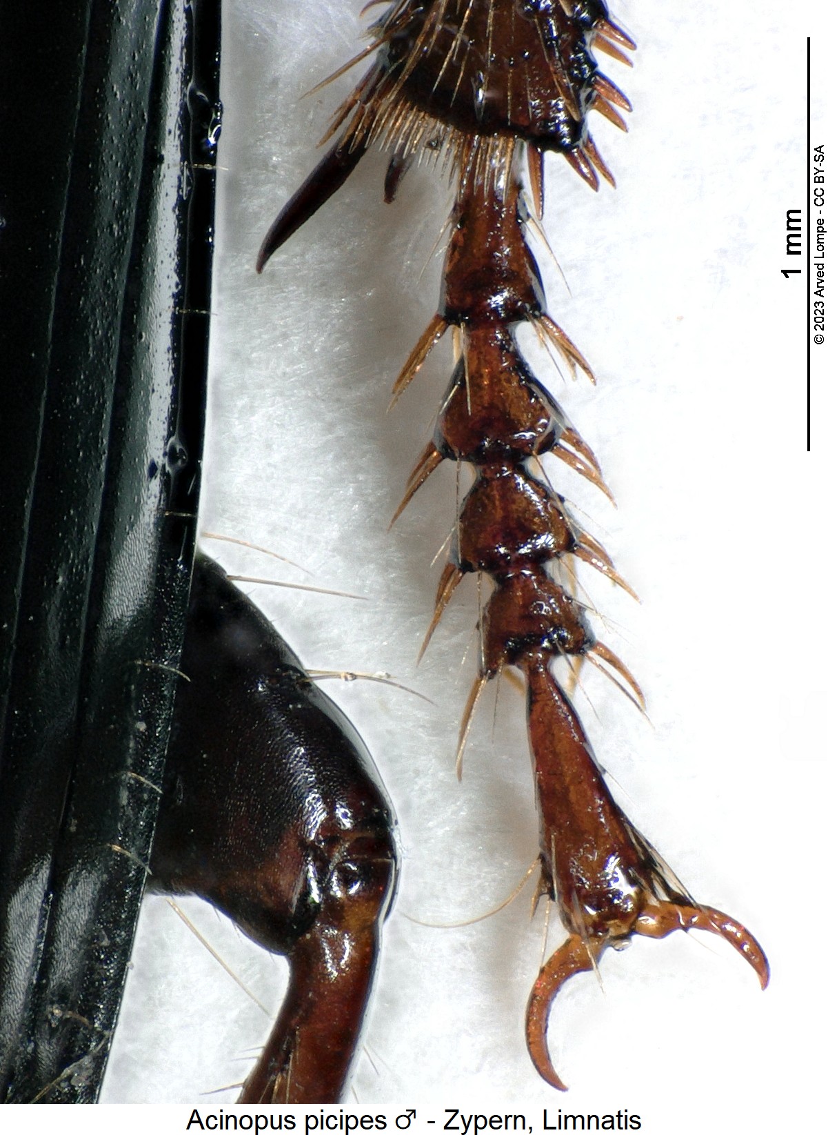 acinopus_picipes_m_mtr.jpg