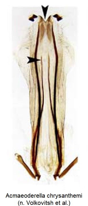 acmaeoderella_chrysanthemi_ck34306878_ovi.jpg