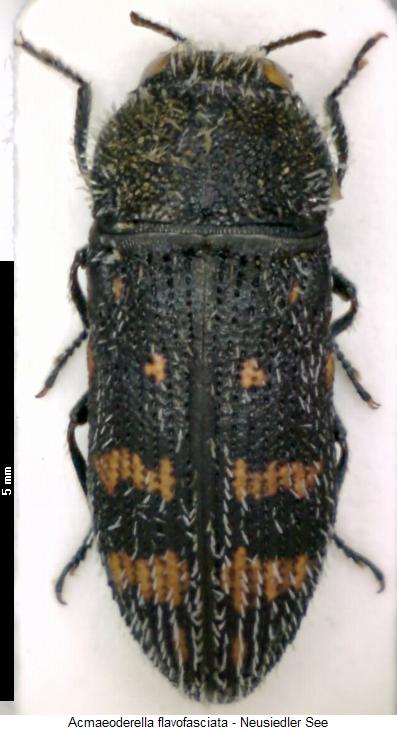 acmaeoderella_flavofasciata_hab.jpg