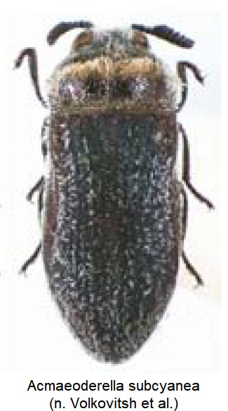 acmaeoderella_subcyanea_hab.jpg