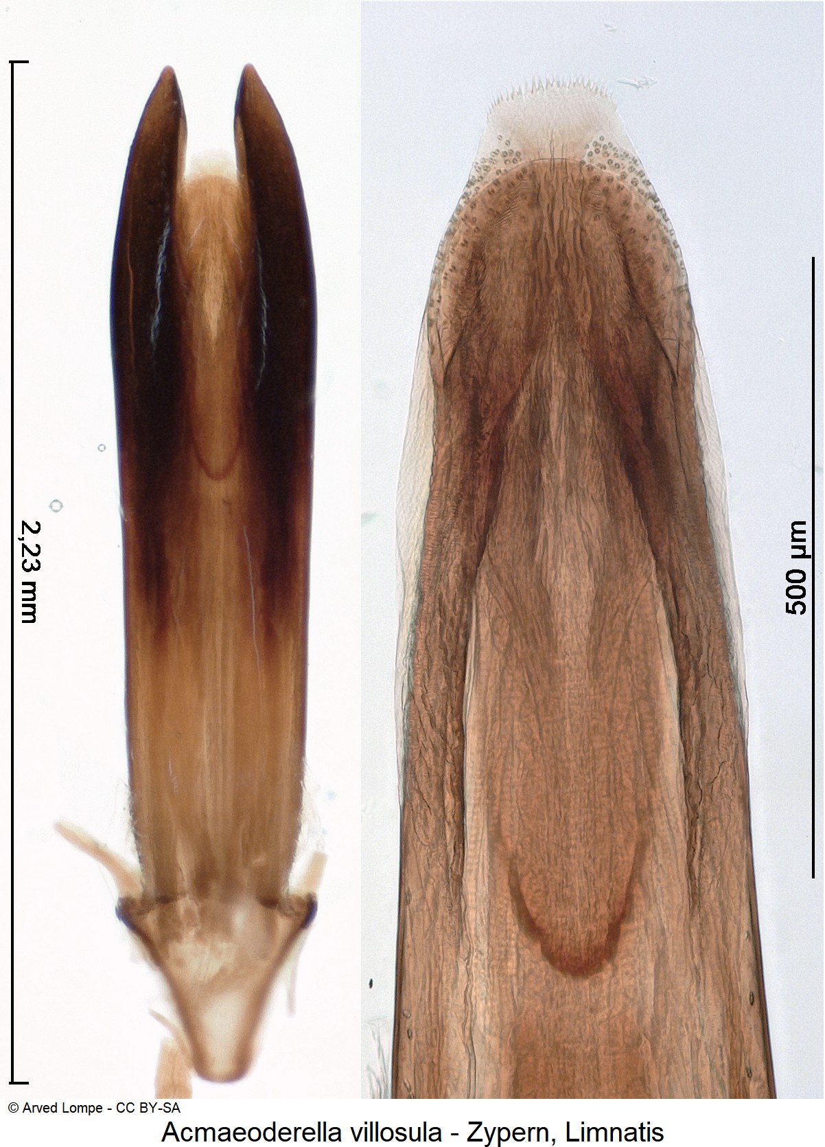 acmaeoderella_villosula_ck34306879.jpg