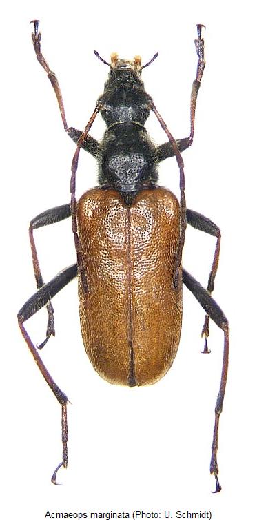 acmaeops_marginata_hab.jpg