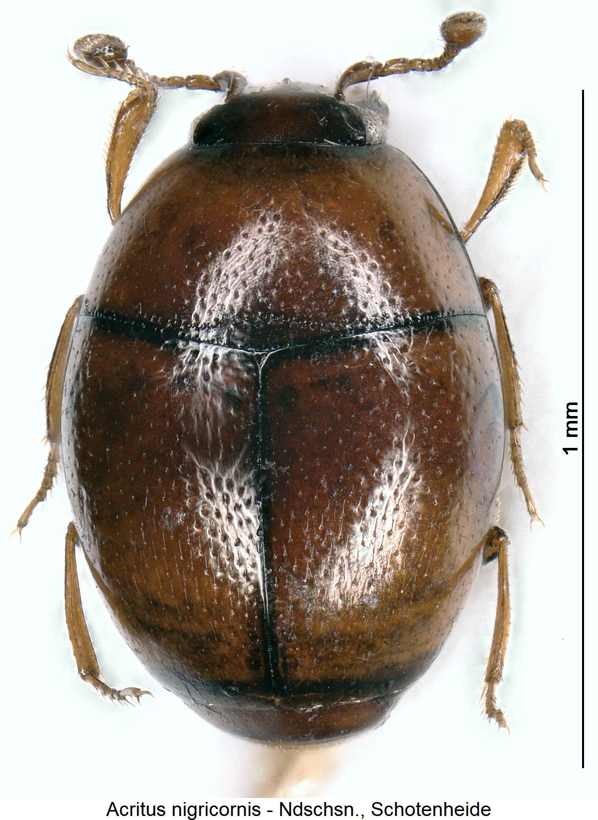 acritus_nigricornis_hab1.jpg