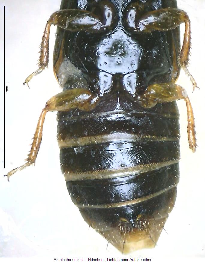 acrolocha_sulcula_us.jpg