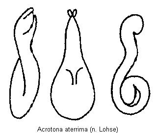 acrotona_aterrima.gif