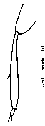 acrotona_benicki_hschn.gif