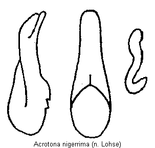 acrotona_nigerrima.gif
