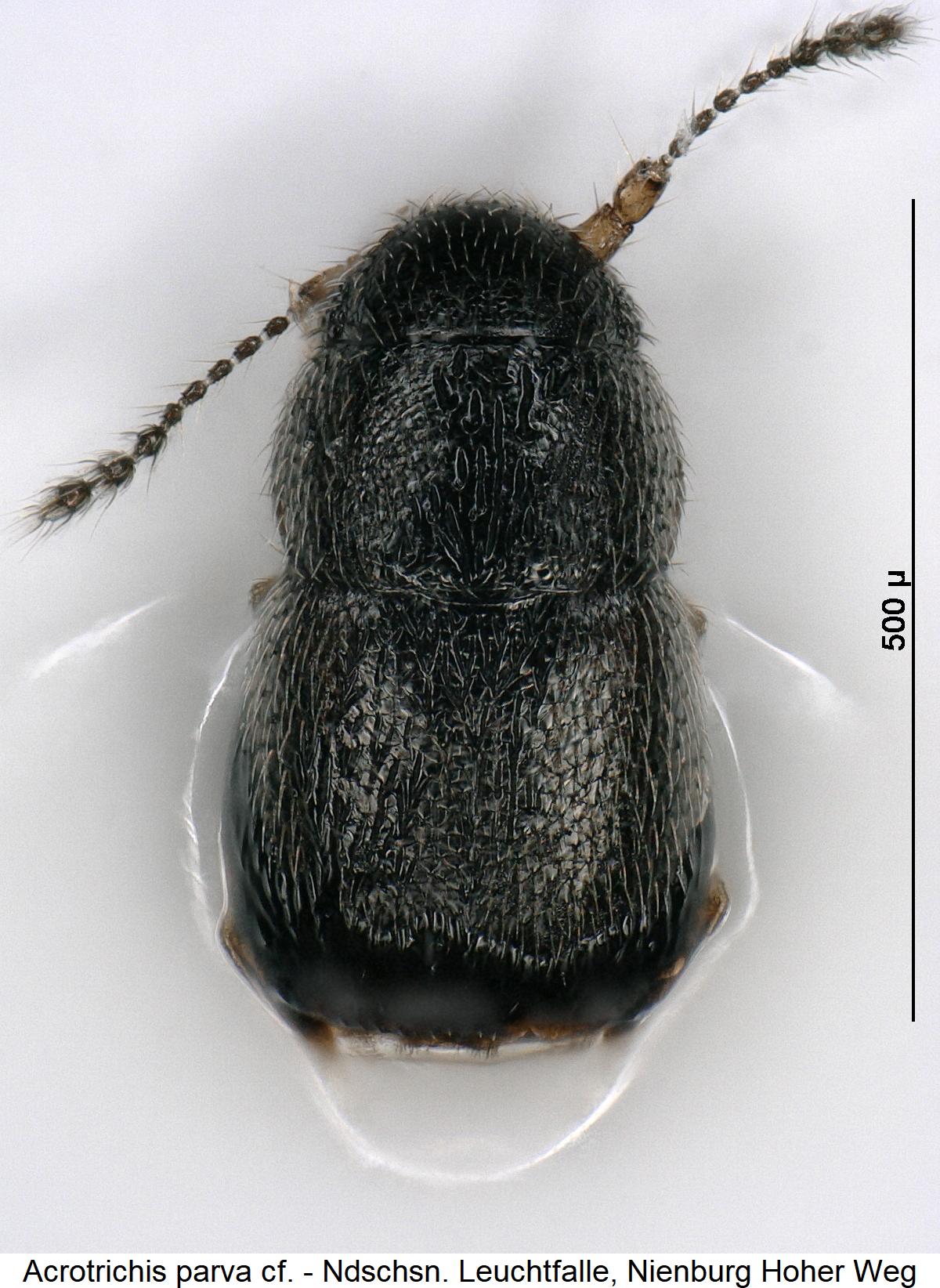 acrotrichis_cf._hab.jpg