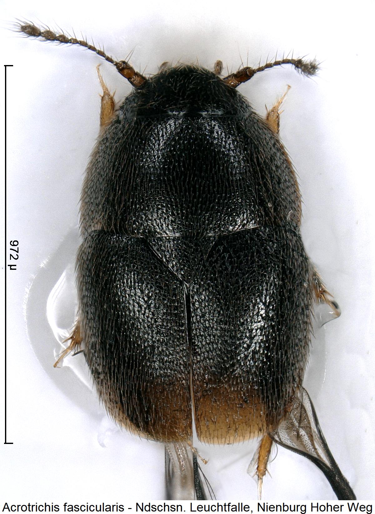 acrotrichis_fascicularis_hab.jpg