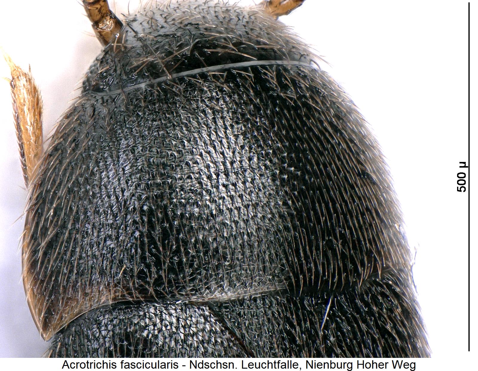 acrotrichis_fascicularis_hsch.jpg
