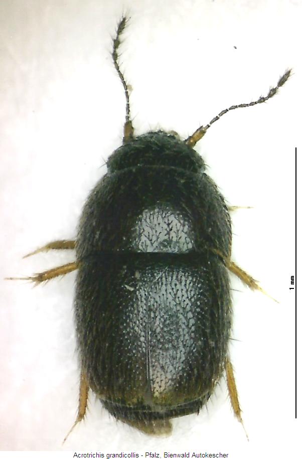 acrotrichis_grandicollis_hab.jpg