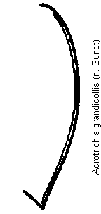 acrotrichis_grandicollis_hsch.gif