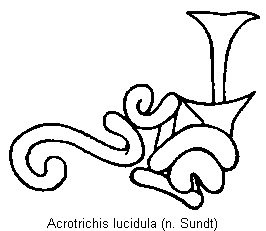 acrotrichis_lucidula_sperm.gif