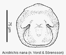 acrotrichis_nana.gif