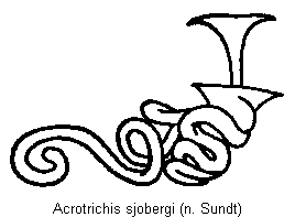 acrotrichis_sjobergi_sperm.gif
