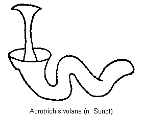 acrotrichis_volans_sperm.gif