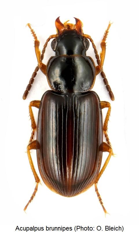 acupalpus_brunnipes_hab.jpg