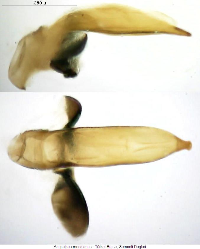 acupalpus_meridianus.jpg