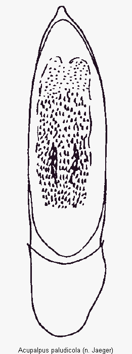acupalpus_paludicola.gif