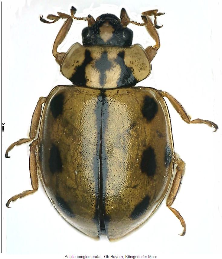 adalia_conglomerata_hab2.jpg