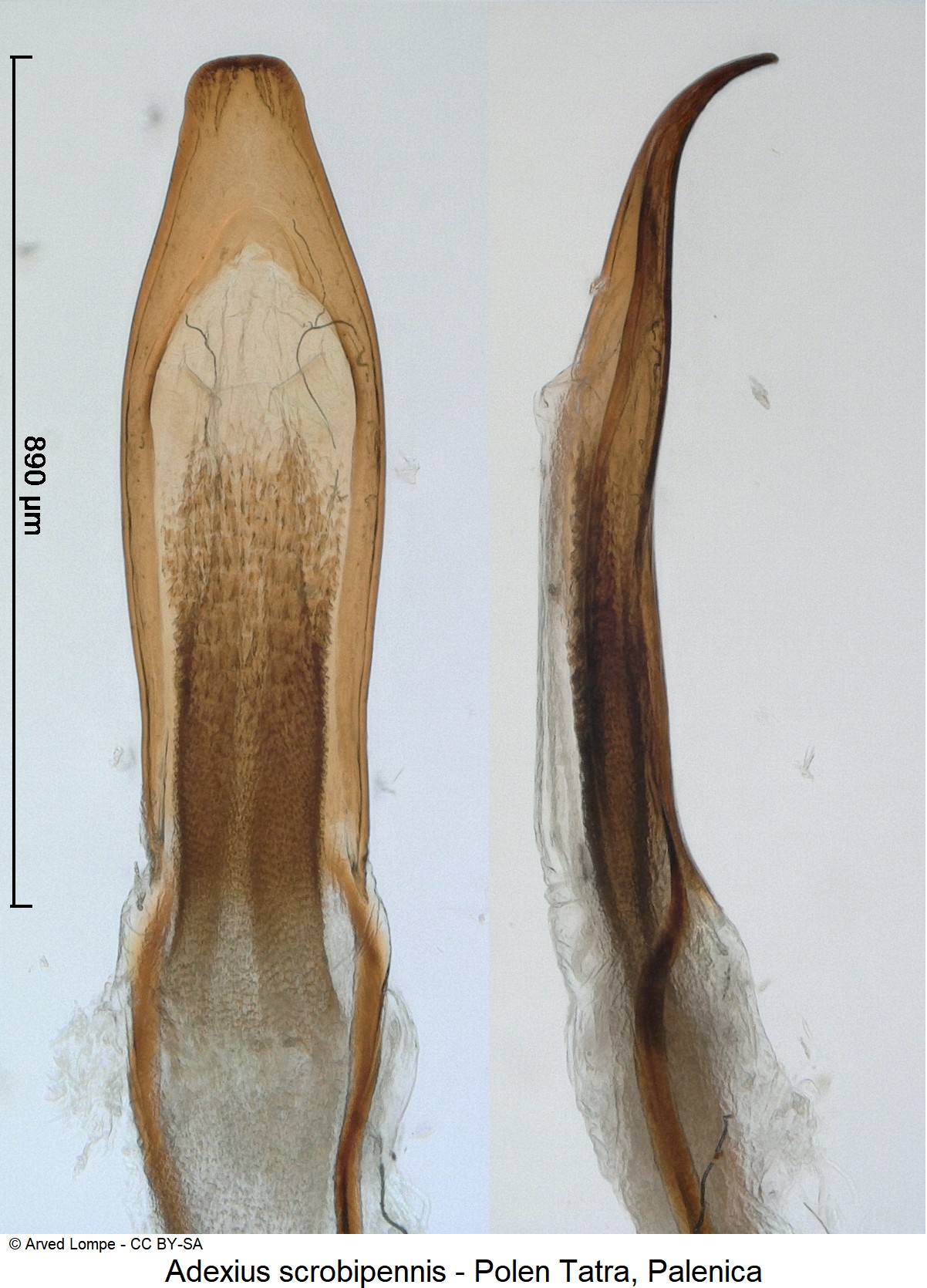 adexius_scrobipennis_ck32711598.jpg