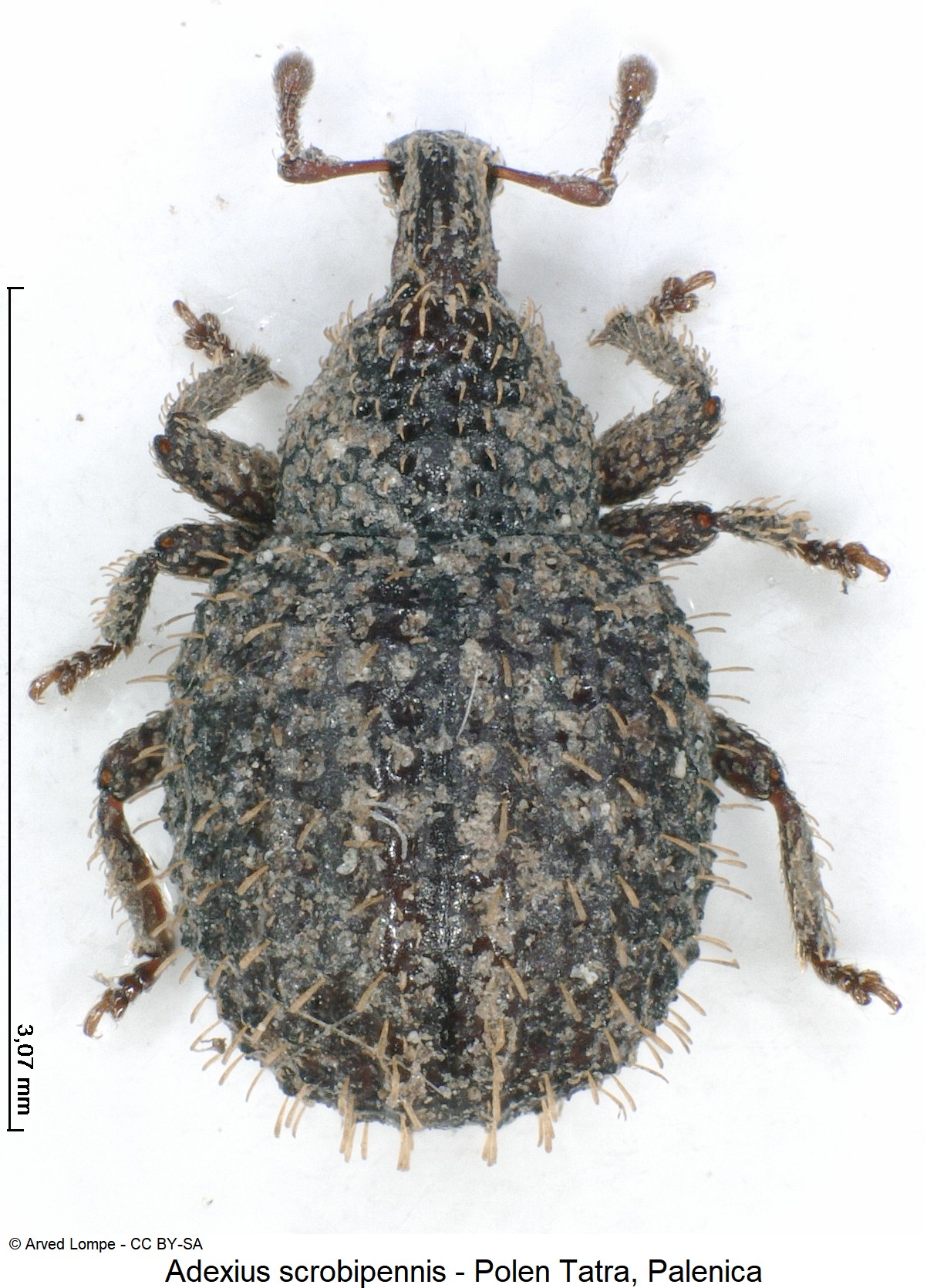 adexius_scrobipennis_ck32711598_hab.jpg