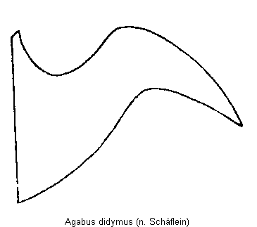 agabus_didymus_hbr.gif