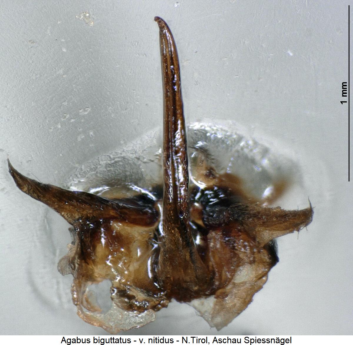 agabus_nitidus_aufsicht.jpg