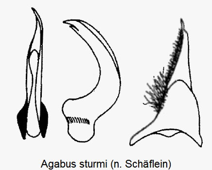 agabus_sturmii.gif