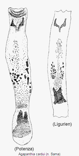 agapanthia_cardui_ml.gif