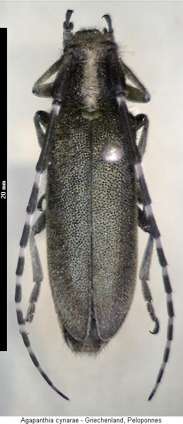 agapanthia_cynarae_hab.jpg