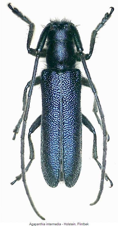 agapanthia_intermedia_hab.jpg