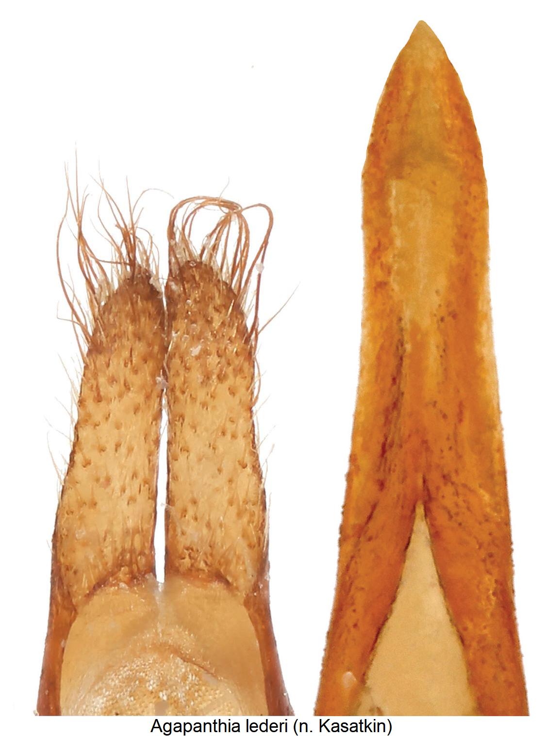 agapanthia_lederi.jpg