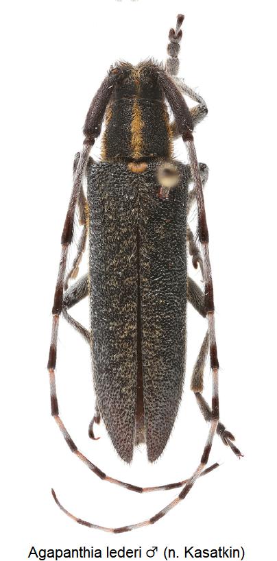 agapanthia_lederi_m_hab.jpg