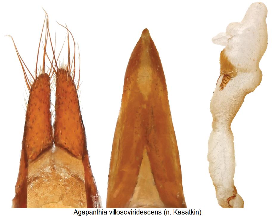 agapanthia_villosoviridescens.jpg