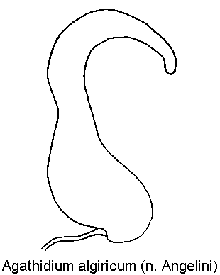 agathidium_algiricum_sperm.gif