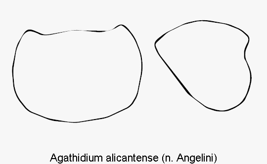 agathidium_alicantense_hsch.gif