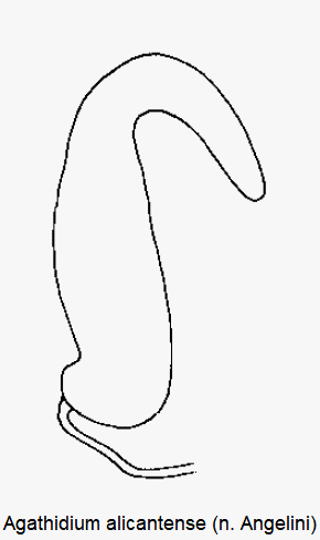 agathidium_alicantense_sperm.gif