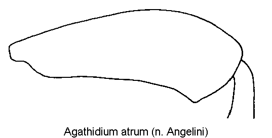 agathidium_atrum_hschl.gif