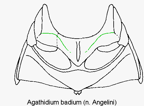 agathidium_badium_mbr.gif